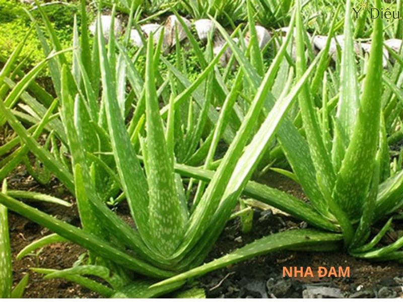 Chứa nhiều enzym và vitamin A, C, E giúp dưỡng ẩm sâu